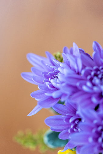 Close-up of purple chrysanthemum flowers on beige background