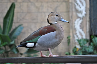 Ringed teal duck standing on a railing in a zoo