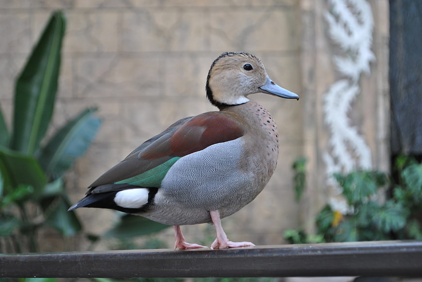 Ringed teal duck standing on a railing in a zoo