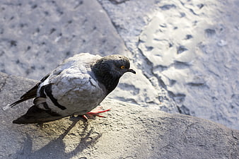 Close-up of a Rock Dove Standing on Stone
