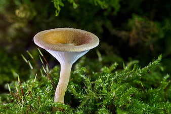 Close-up of a small wild mushroom growing in green moss