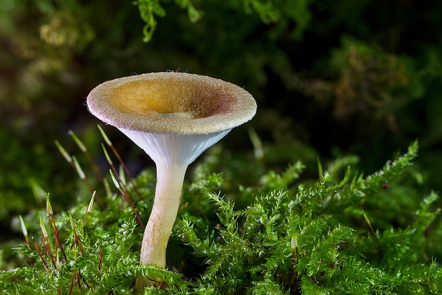 Close-up of a small wild mushroom growing in green moss