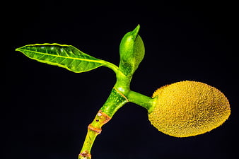 Jackfruit branch with leaf and fruit on black background