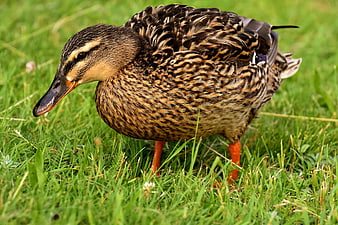 Mallard Duck Foraging in Green Grass