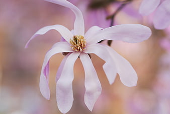 Close-up of delicate pink magnolia flower bloom