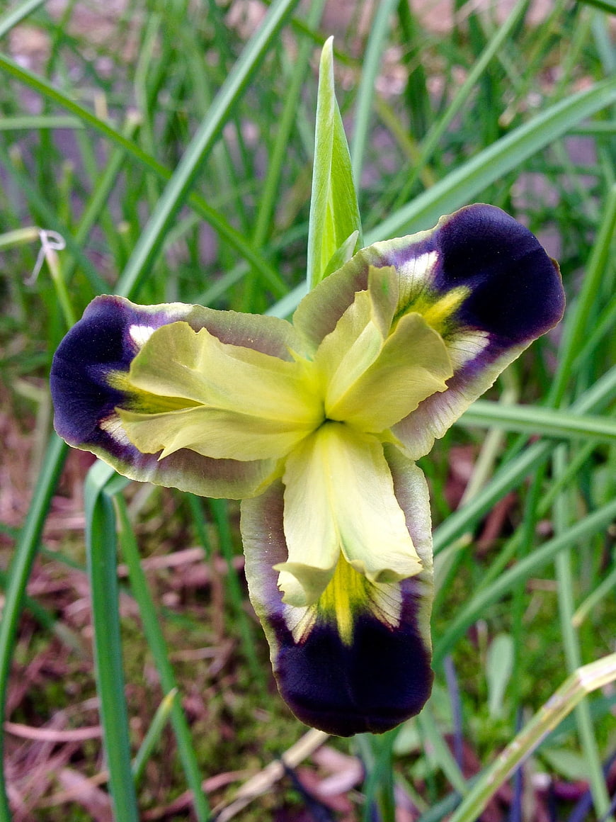 Close-up of a yellow and purple iris flower in grass