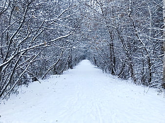 Snowy Forest Path in Winter Landscape
