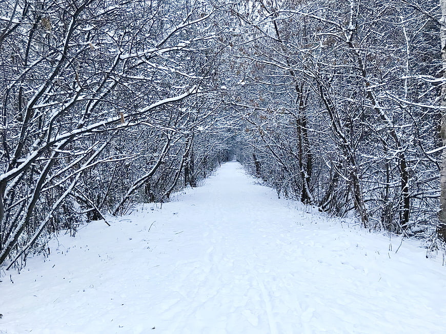 Snowy Forest Path in Winter Landscape