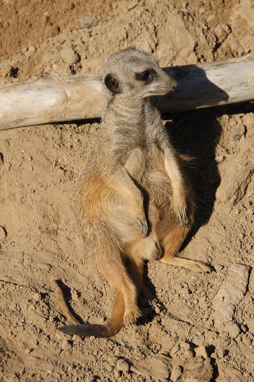 Cute Meerkat Sitting on Sandy Ground in Sunlight