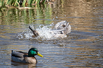 Male Mallard Duck Swimming While Female Splashes in Pond