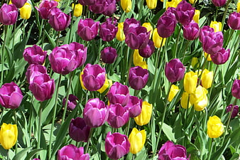 Vibrant purple and yellow tulips in a sunny garden