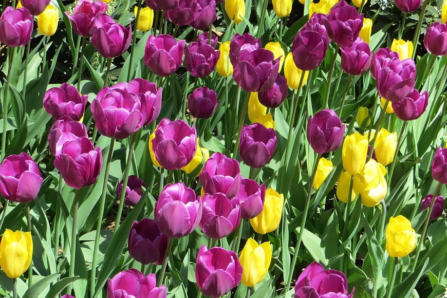 Vibrant purple and yellow tulips in a sunny garden
