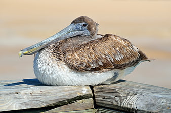 Brown Pelican Resting on Wooden Dock