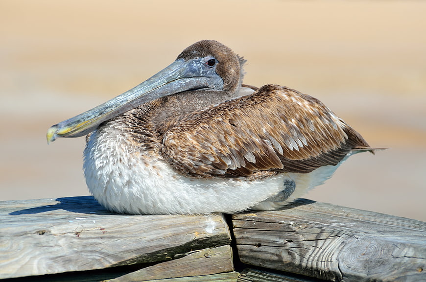 Brown Pelican Resting on Wooden Dock
