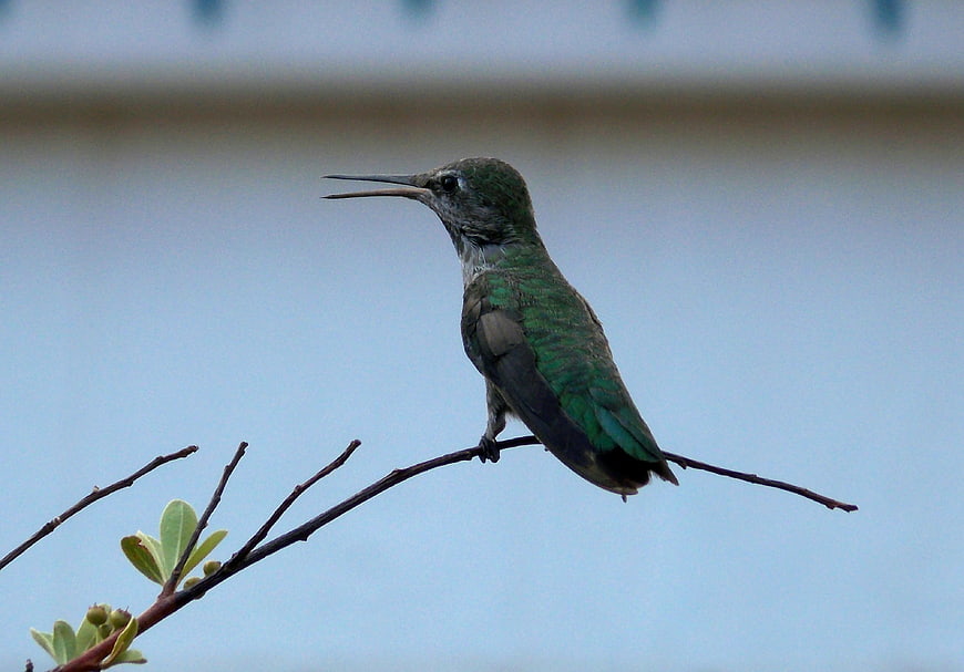 Green Hummingbird Perched on Branch with Open Beak