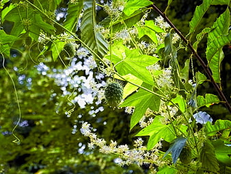 Close-up of Spiky Gourd Vine with White Flowers