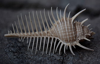 Spiky sea shell macro on dark sand