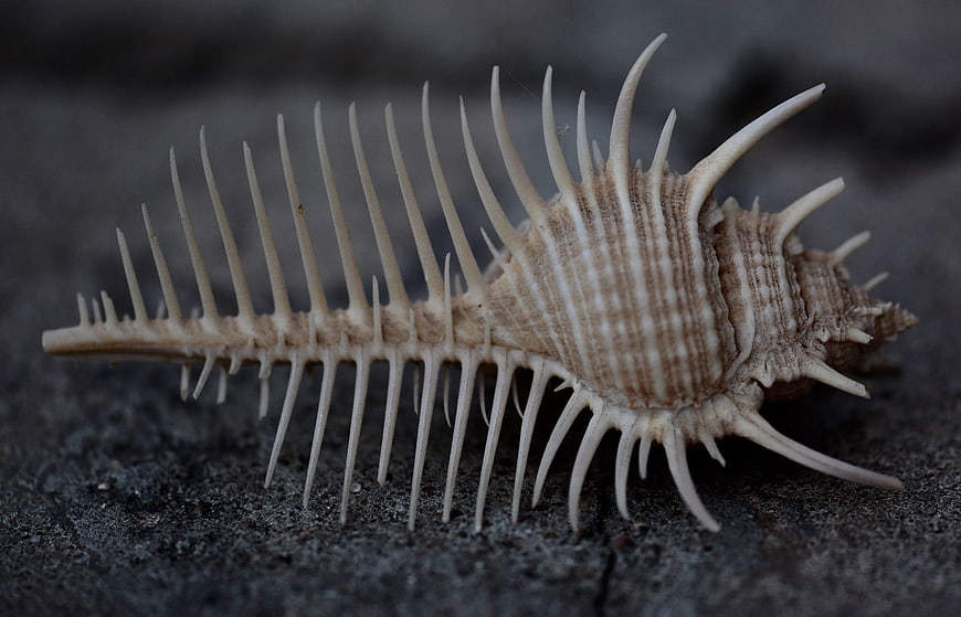 Spiky sea shell macro on dark sand