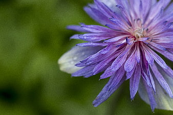 Close-up of purple anemone flower with green background