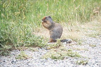Marmot Eating on Gravel Path in Grass