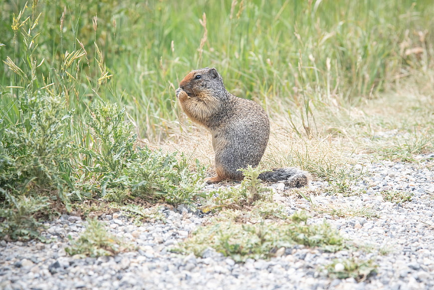 Marmot Eating on Gravel Path in Grass