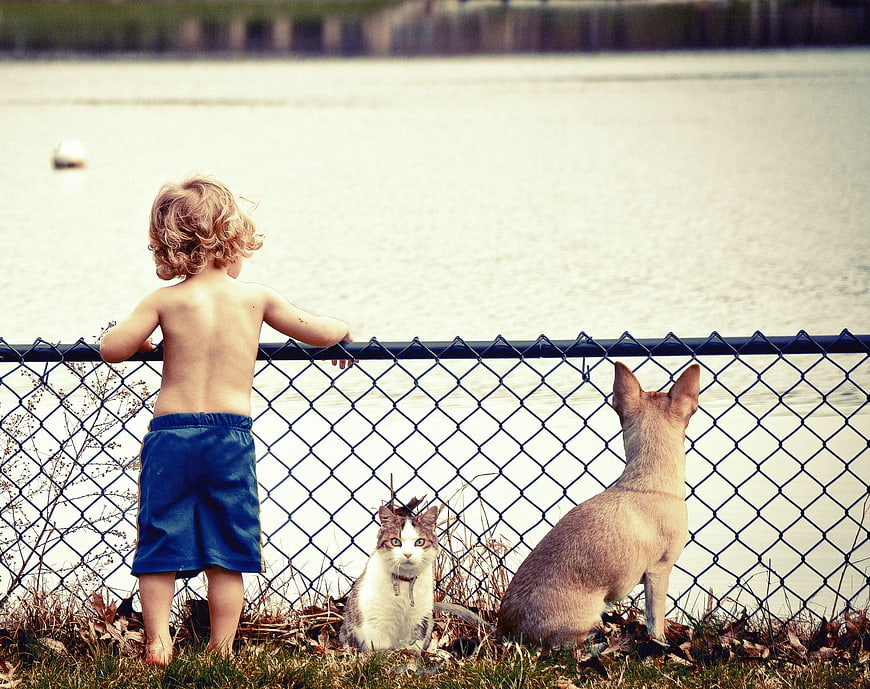 Toddler, Dog, and Cat Looking at Lake Through Fence
