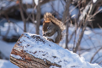 Cute squirrel eating on snowy log in winter forest