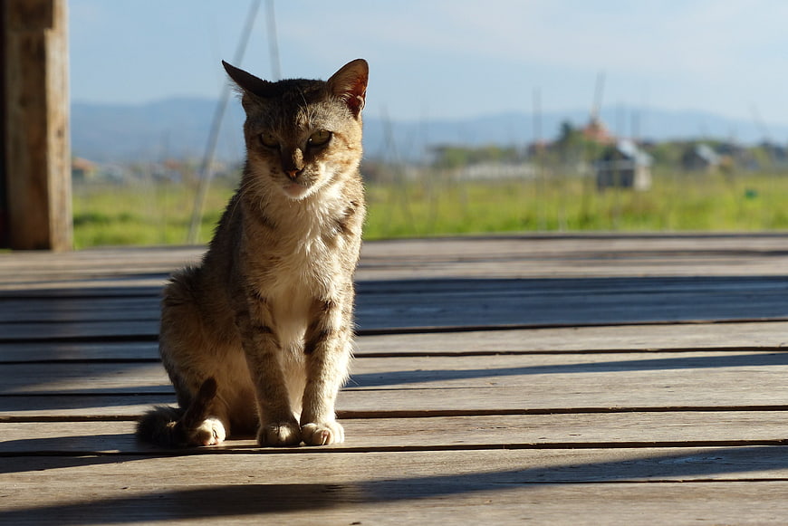 Tabby Cat Sitting on Wooden Deck in Sunlight