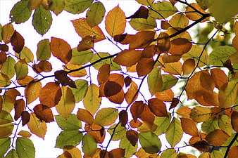 Backlit autumn leaves in yellow, orange, and green