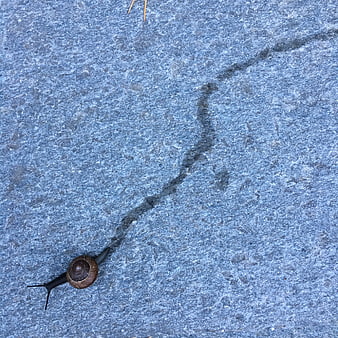 Snail leaving a trail on blue stone pavement