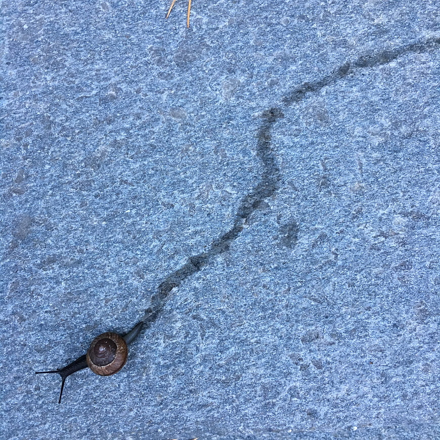 Snail leaving a trail on blue stone pavement