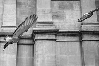 Black and white pigeons flying against stone architecture