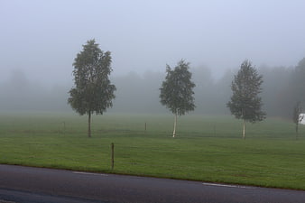 Misty birch trees in a green meadow by a road