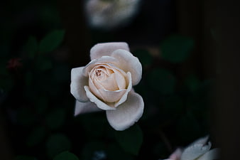 Single white rose bloom against dark green foliage background