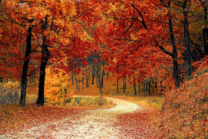 Winding dirt road through vibrant red autumn forest