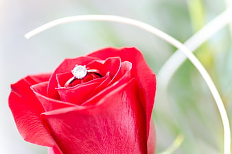 Diamond engagement ring nestled in red rose petals