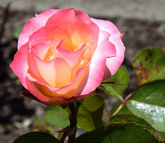Close-up of a pink and yellow rose in sunlight