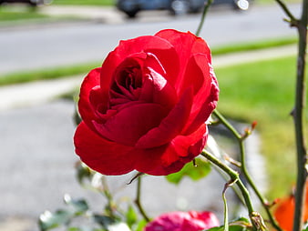 Vibrant Red Rose Bloom in Garden