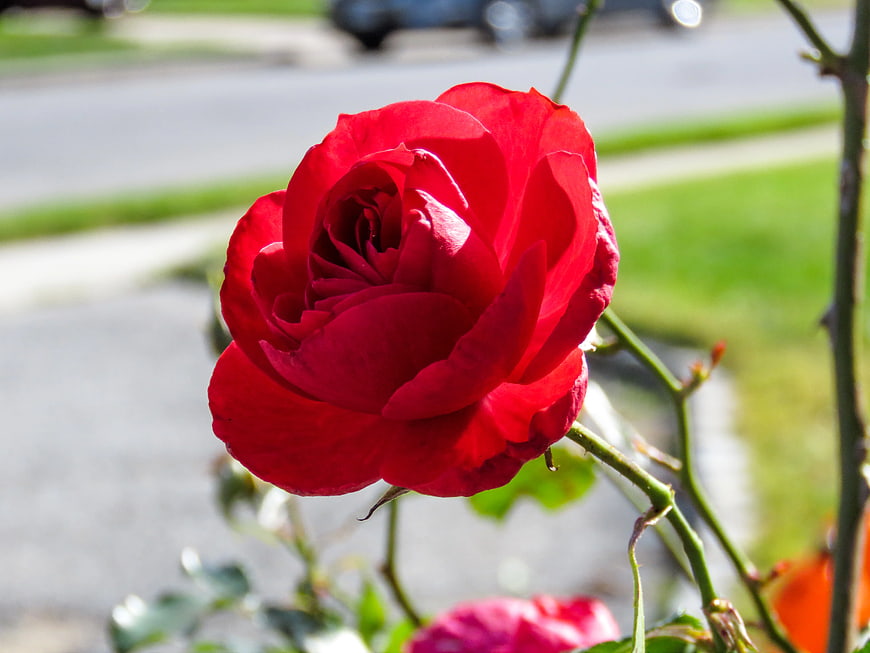 Vibrant Red Rose Bloom in Garden