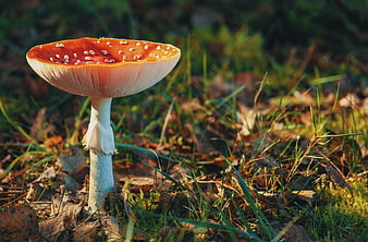 Red Fly Agaric Mushroom in Forest Undergrowth