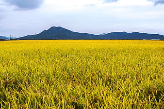 Golden Rice Paddy Field with Mountain Background