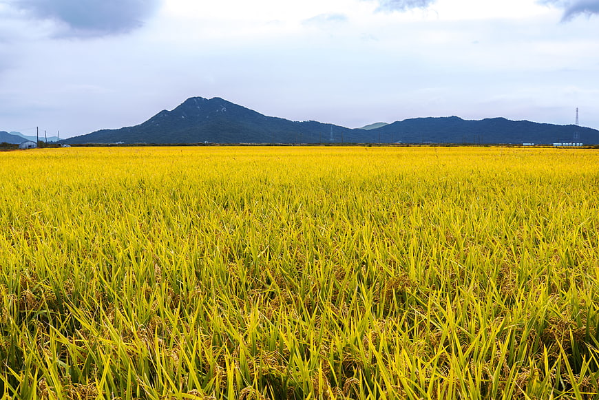 Golden Rice Paddy Field with Mountain Background