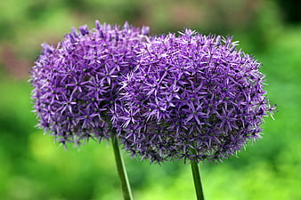 Close-up of Purple Allium Flowers on Green Background