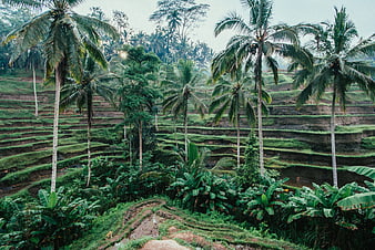 Lush Green Rice Terraces and Palm Trees in Bali