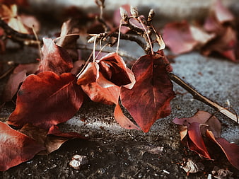 Close-up of dried red autumn leaves on concrete