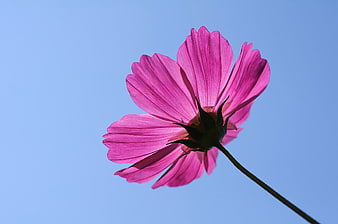 Pink Cosmos Flower Against Blue Sky Background