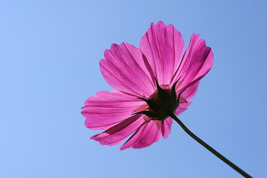 Pink Cosmos Flower Against Blue Sky Background