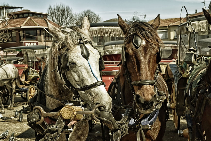 Two Harnessed Horses in a Busy Carriage Square