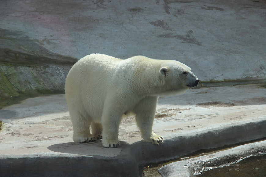 Polar bear standing on concrete ledge in zoo enclosure