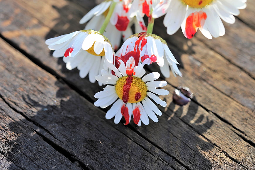 Bloody daisies on weathered wooden surface